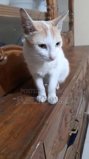 Cat adopted