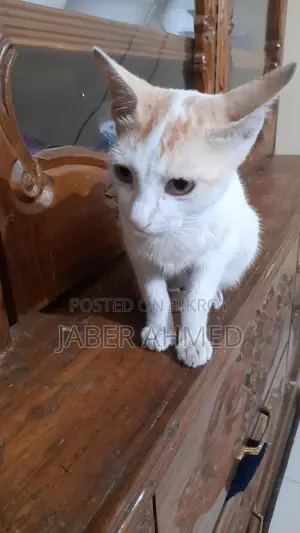 Cat adopted