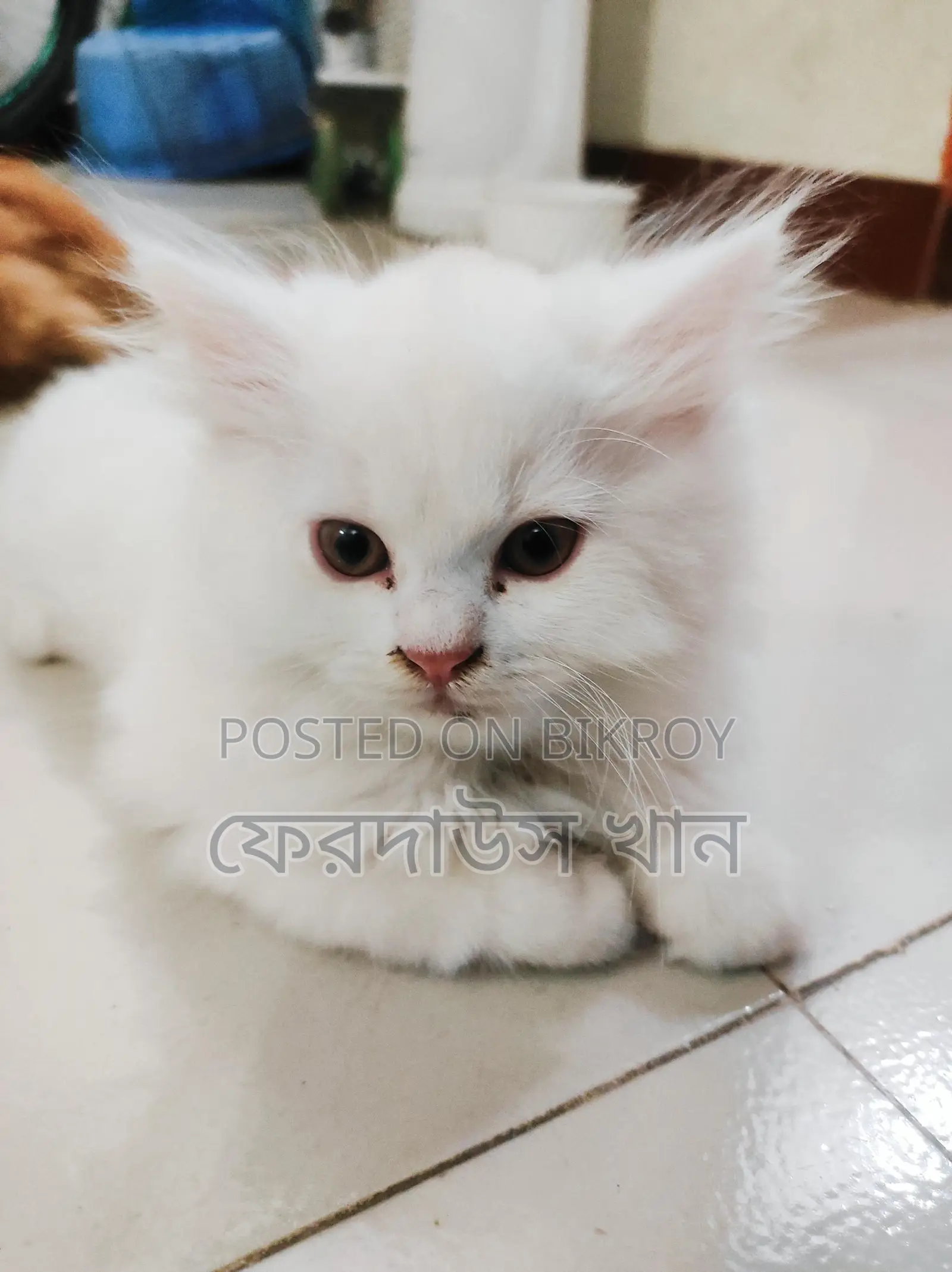 পিওর পার্শিয়ান মেল কিটেন বিক্রি হবে