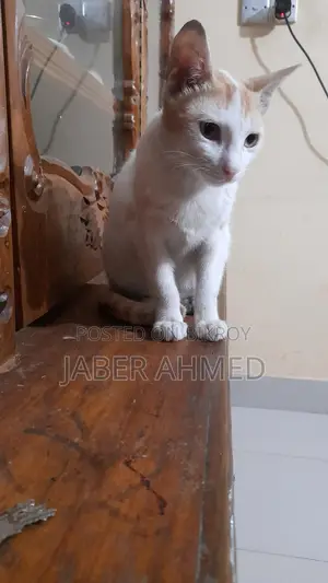 Cat adopted