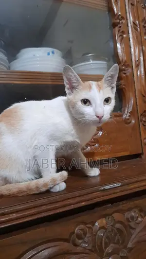Cat adopted