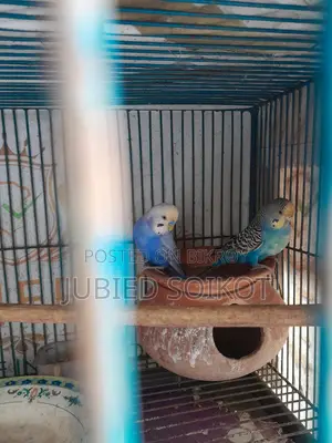 ৪ থাকের একটি লোহার খাচা ৩ টি বাজিগর পাখি সহ বিক্রি হবে