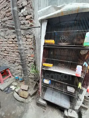৪ থাকের একটি লোহার খাচা ৩ টি বাজিগর পাখি সহ বিক্রি হবে