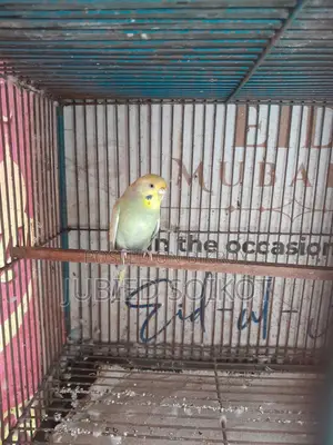 ৪ থাকের একটি লোহার খাচা ৩ টি বাজিগর পাখি সহ বিক্রি হবে