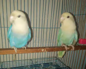 Love Bird