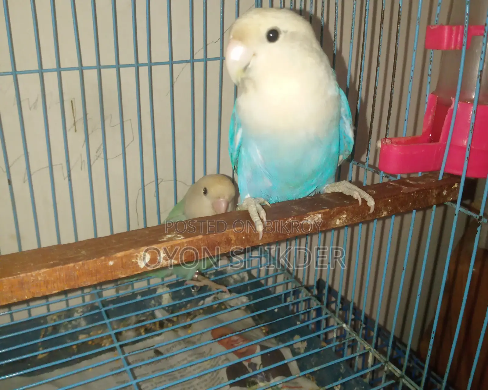 Love Bird