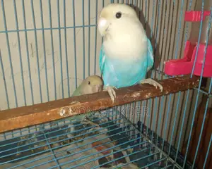 Love Bird