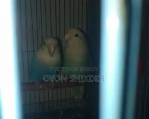 Love Bird
