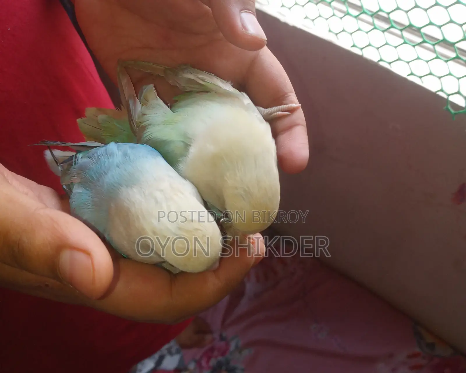 Love Bird