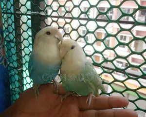 Love Bird