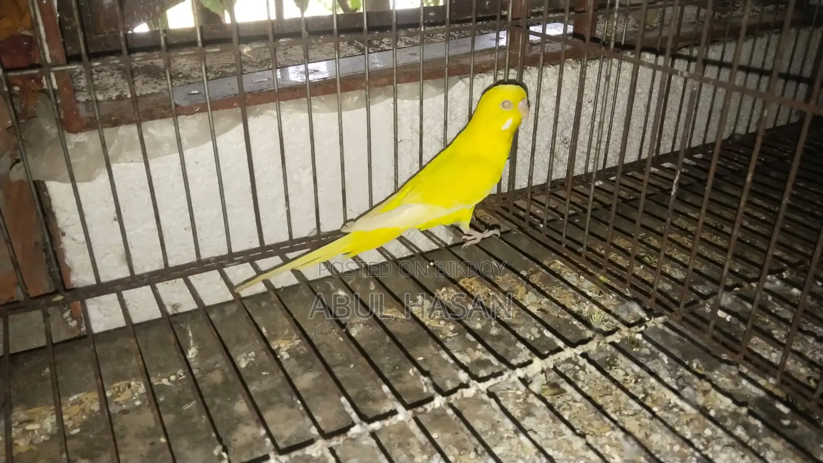 বাজরিগা পাখি