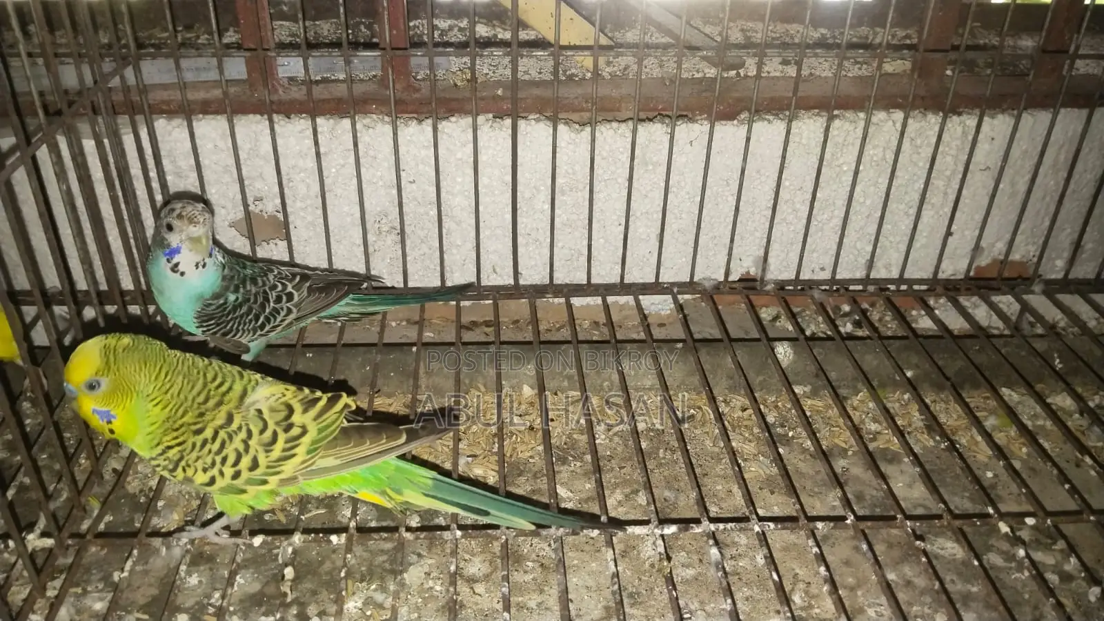 বাজরিগা পাখি