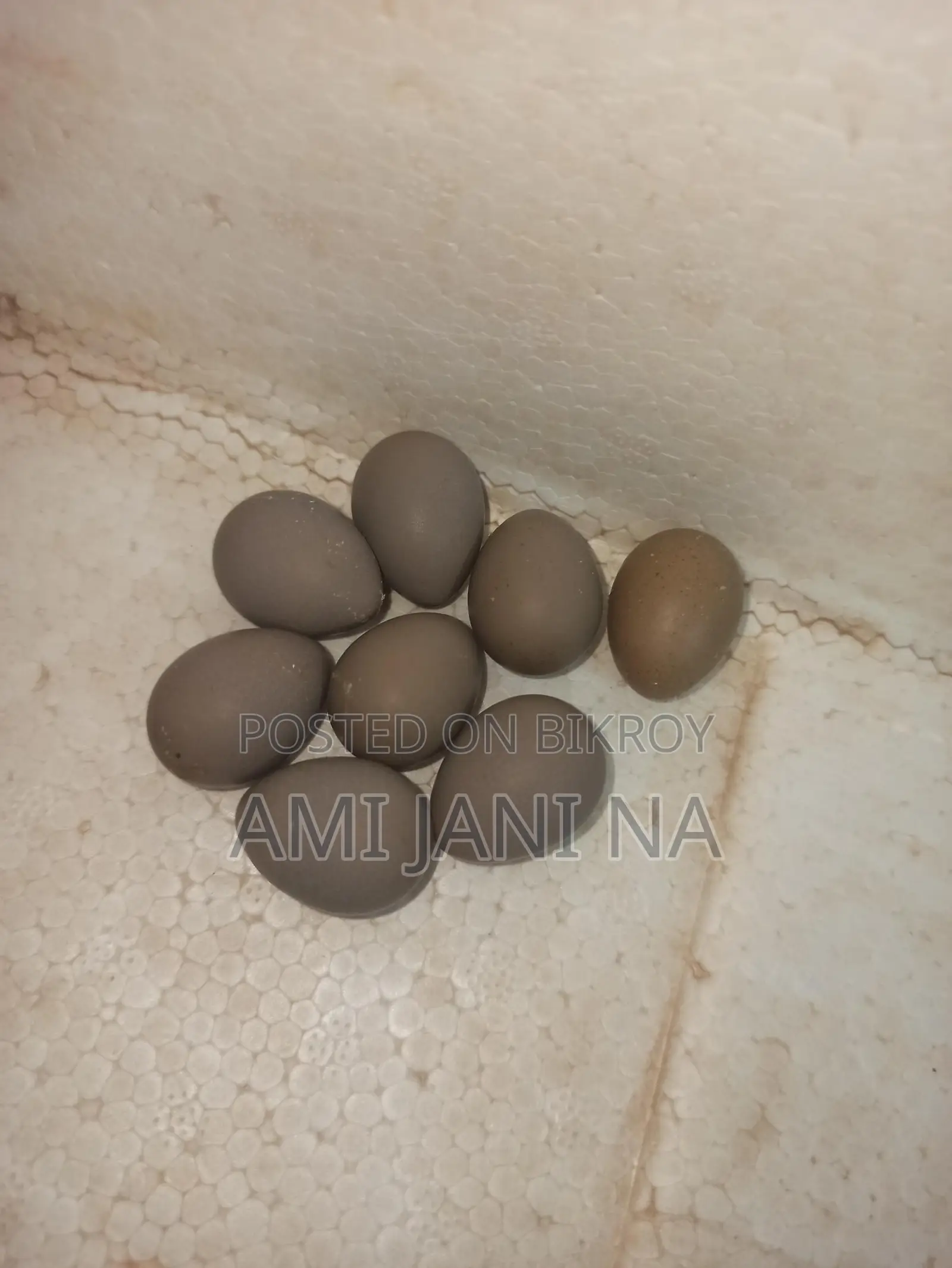কিং কোয়েল এর বীজ ডিম