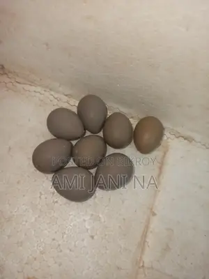 কিং কোয়েল এর বীজ ডিম