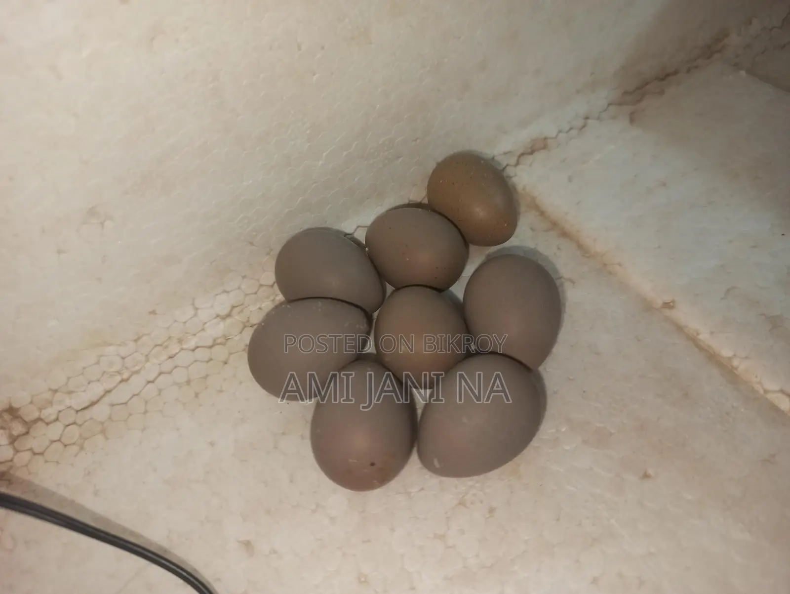 কিং কোয়েল এর বীজ ডিম