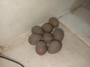 কিং কোয়েল এর বীজ ডিম