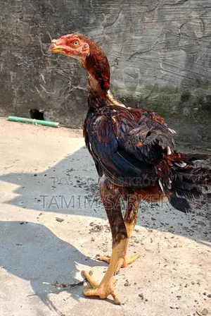 ফাইটার মুরগি