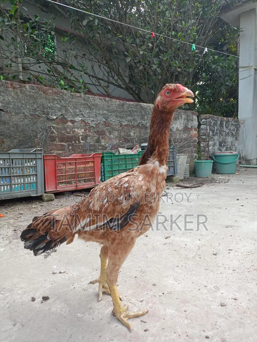 ফাইটার মুরগি