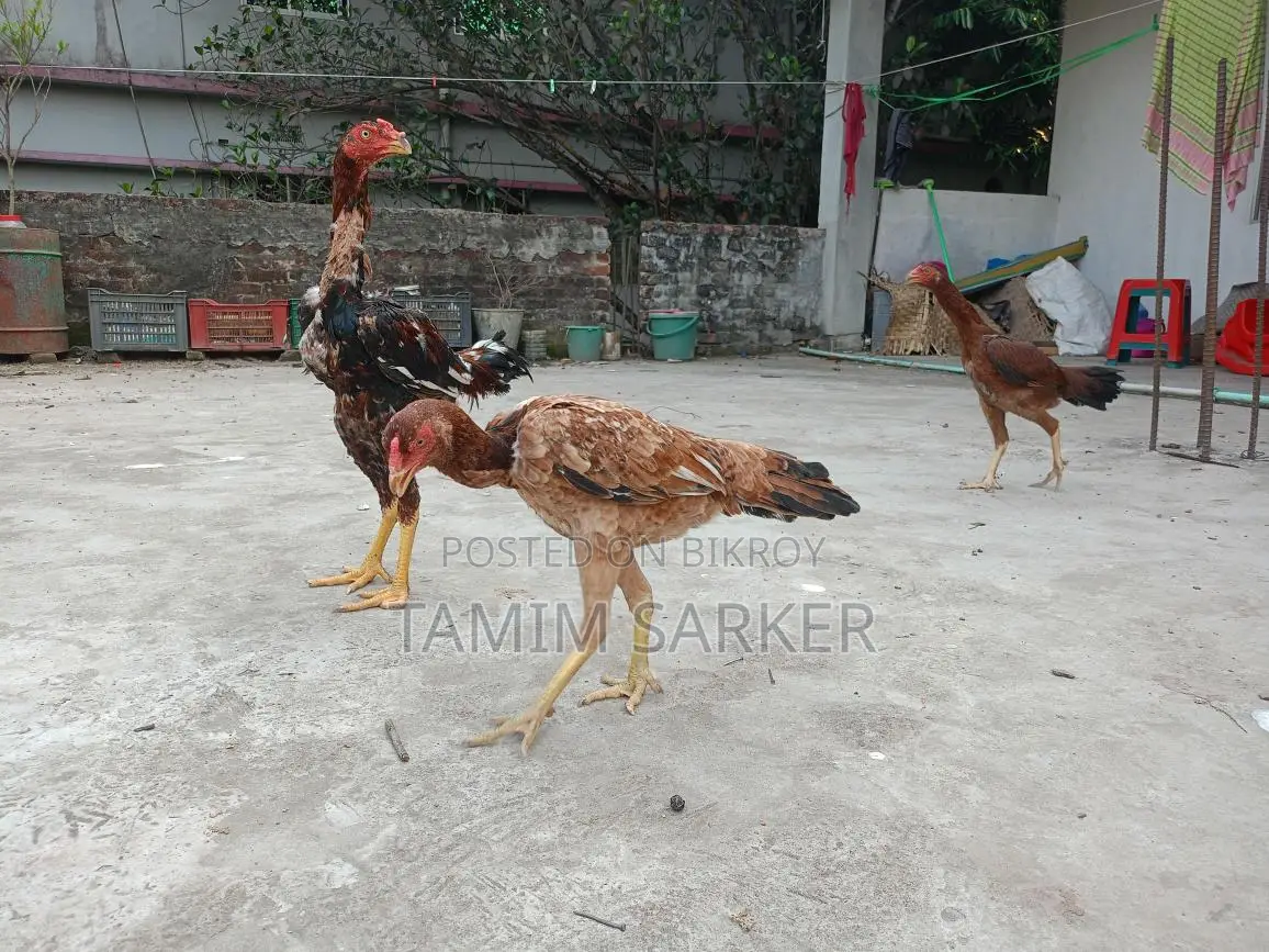 ফাইটার মুরগি
