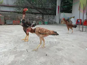ফাইটার মুরগি