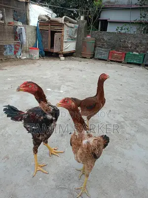 Fighter Chicken
