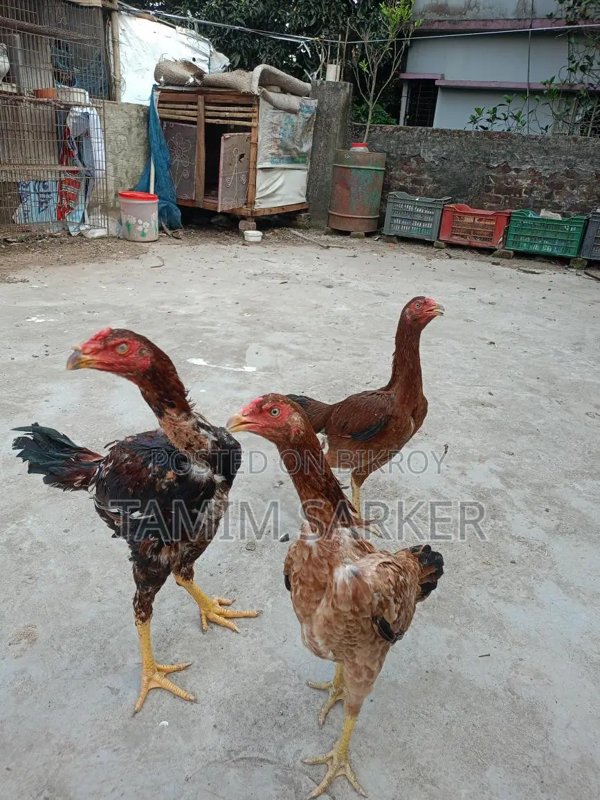 ফাইটার মুরগি