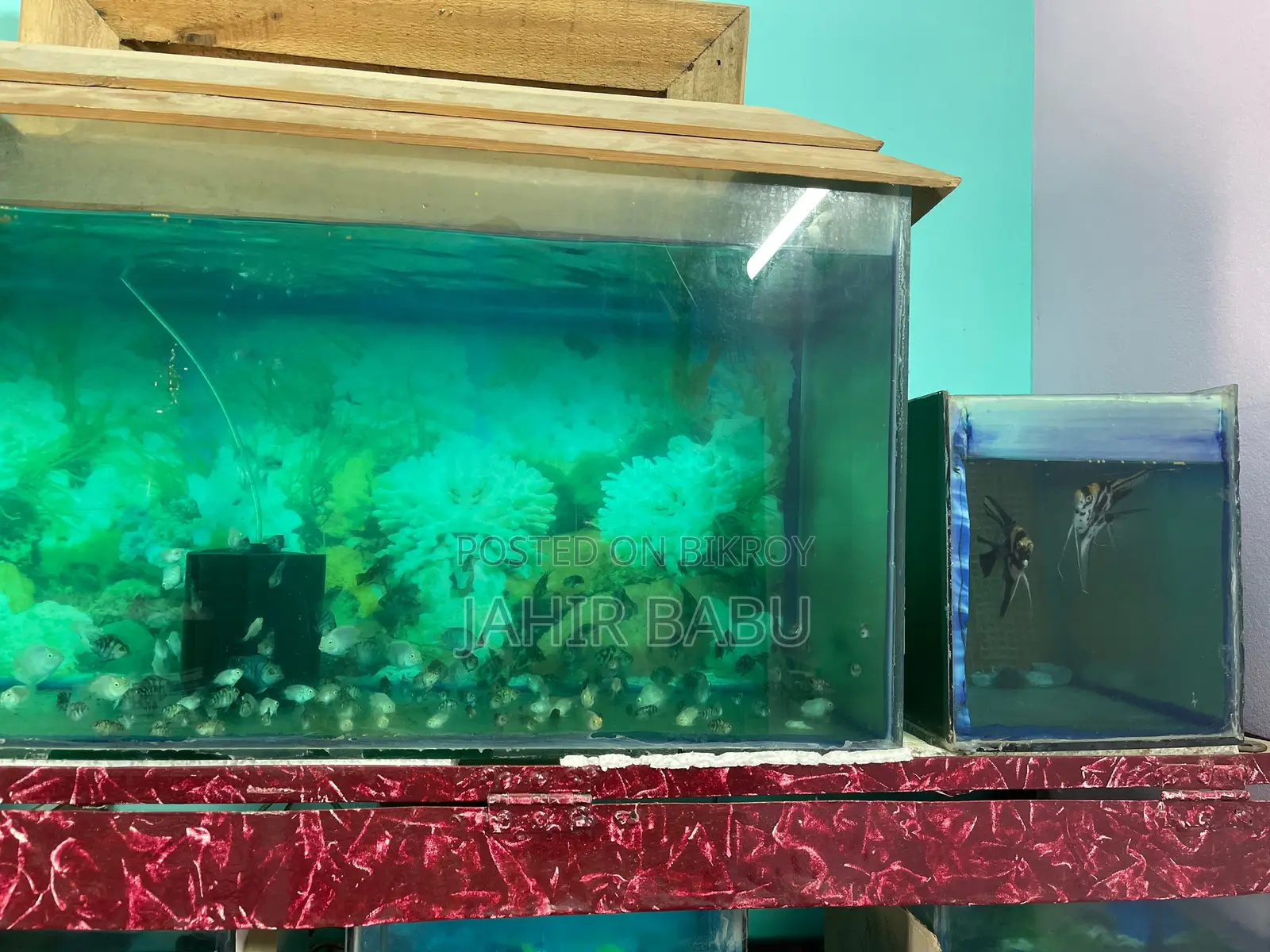 Urgent: Selling My Entire Aquarium Setup