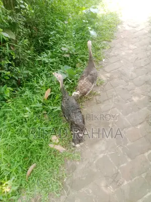 এক জোরা টার্কি মুরগি বিক্রি করা হবে।