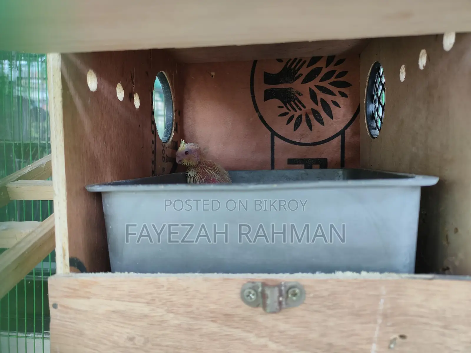 Tame Size Cockatiel Baby
