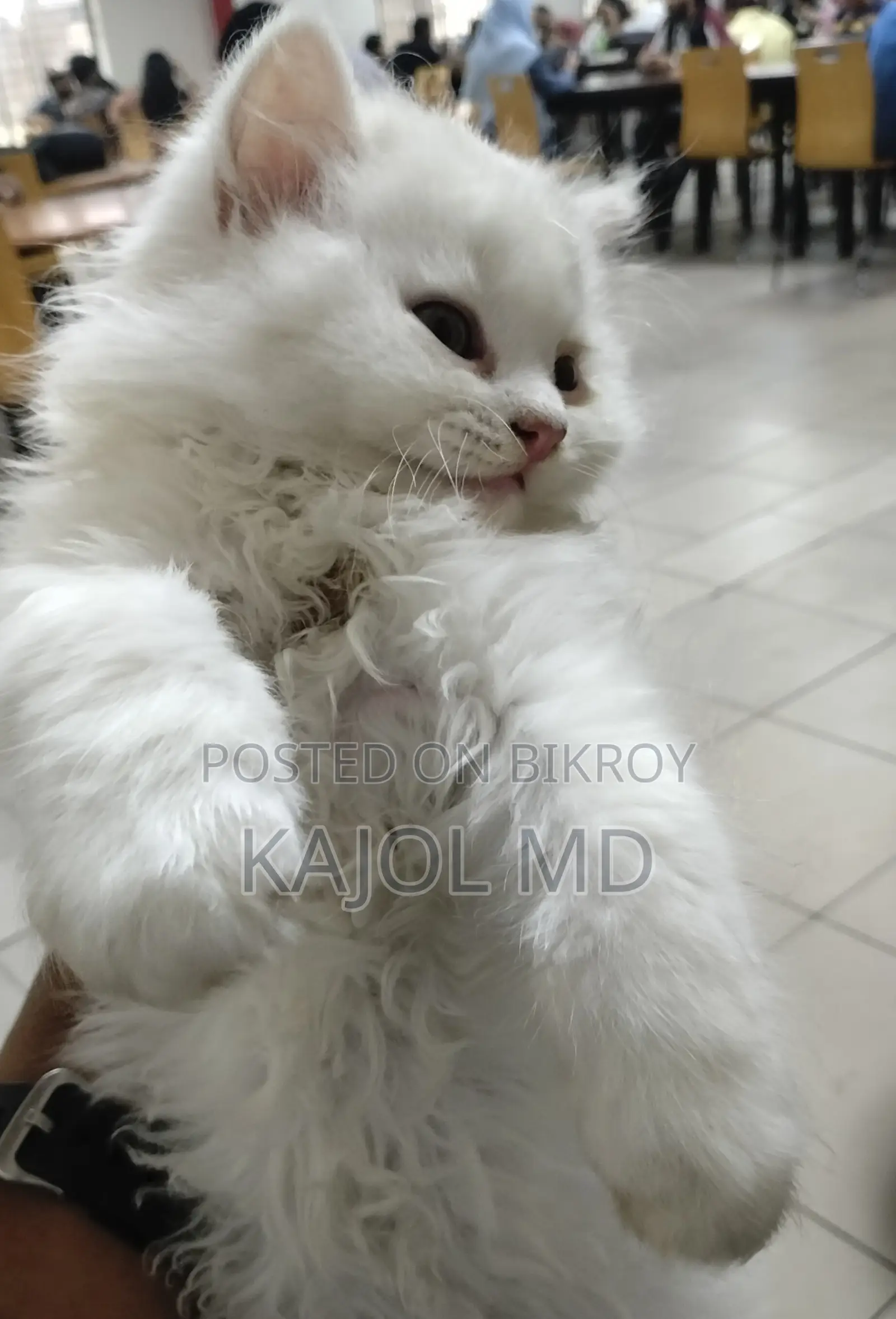 Pure Persian Cat for Sale