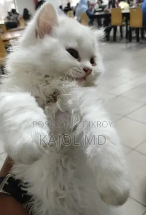 Pure Persian Cat for Sale