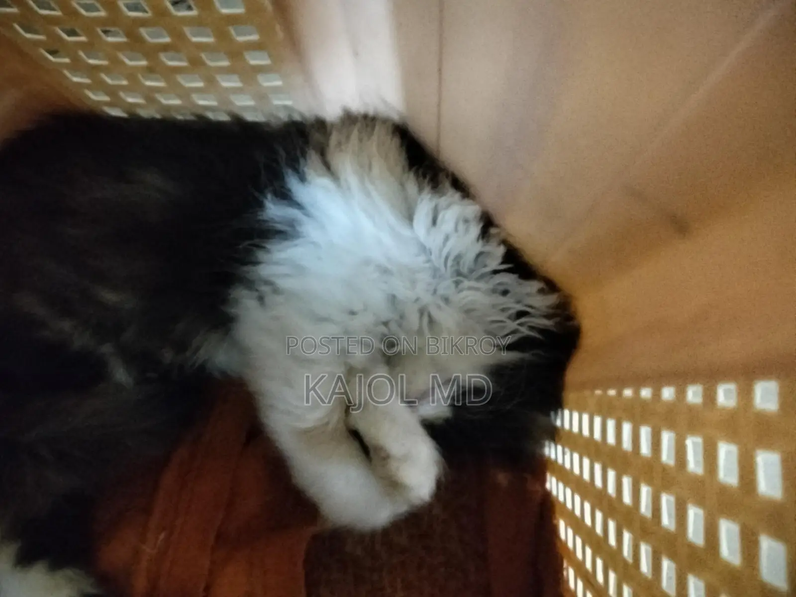 Pure Persian Cat for Sale
