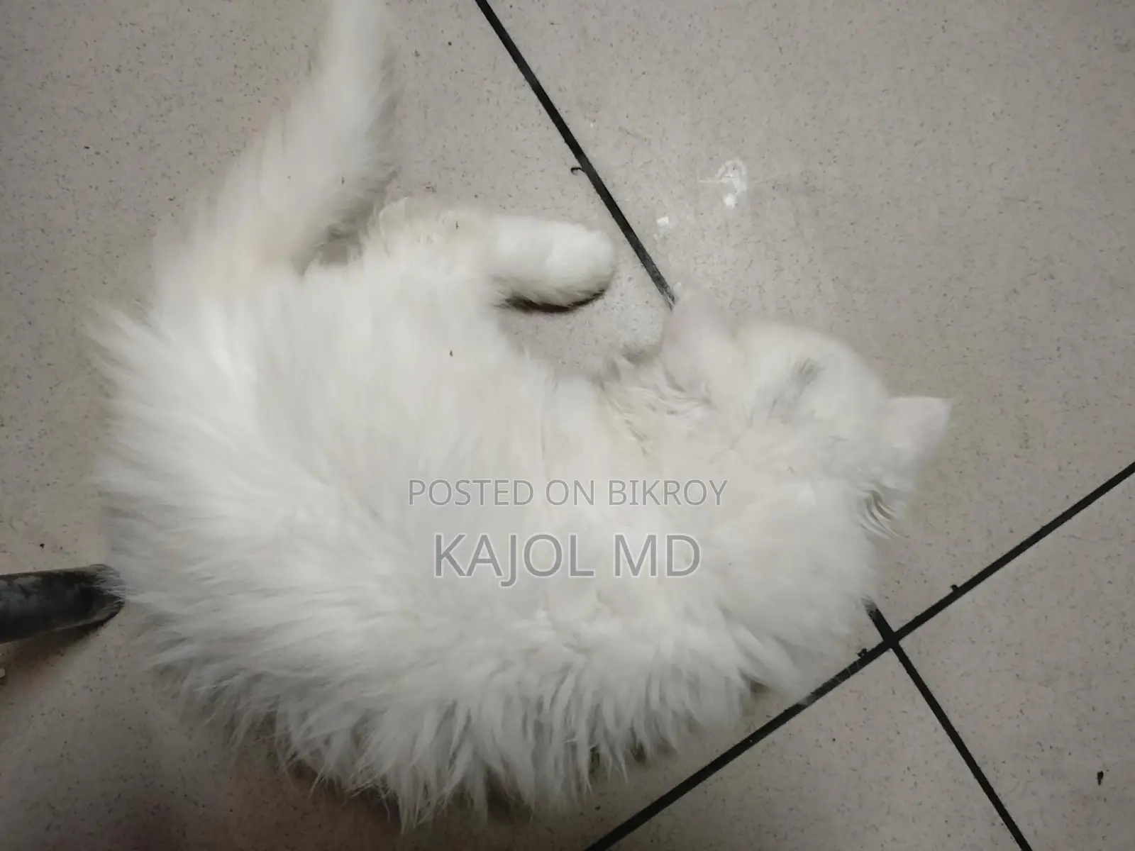 Pure Persian Cat for Sale