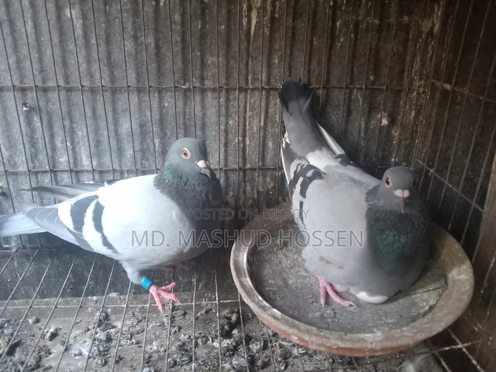 রেসার কবুতর
