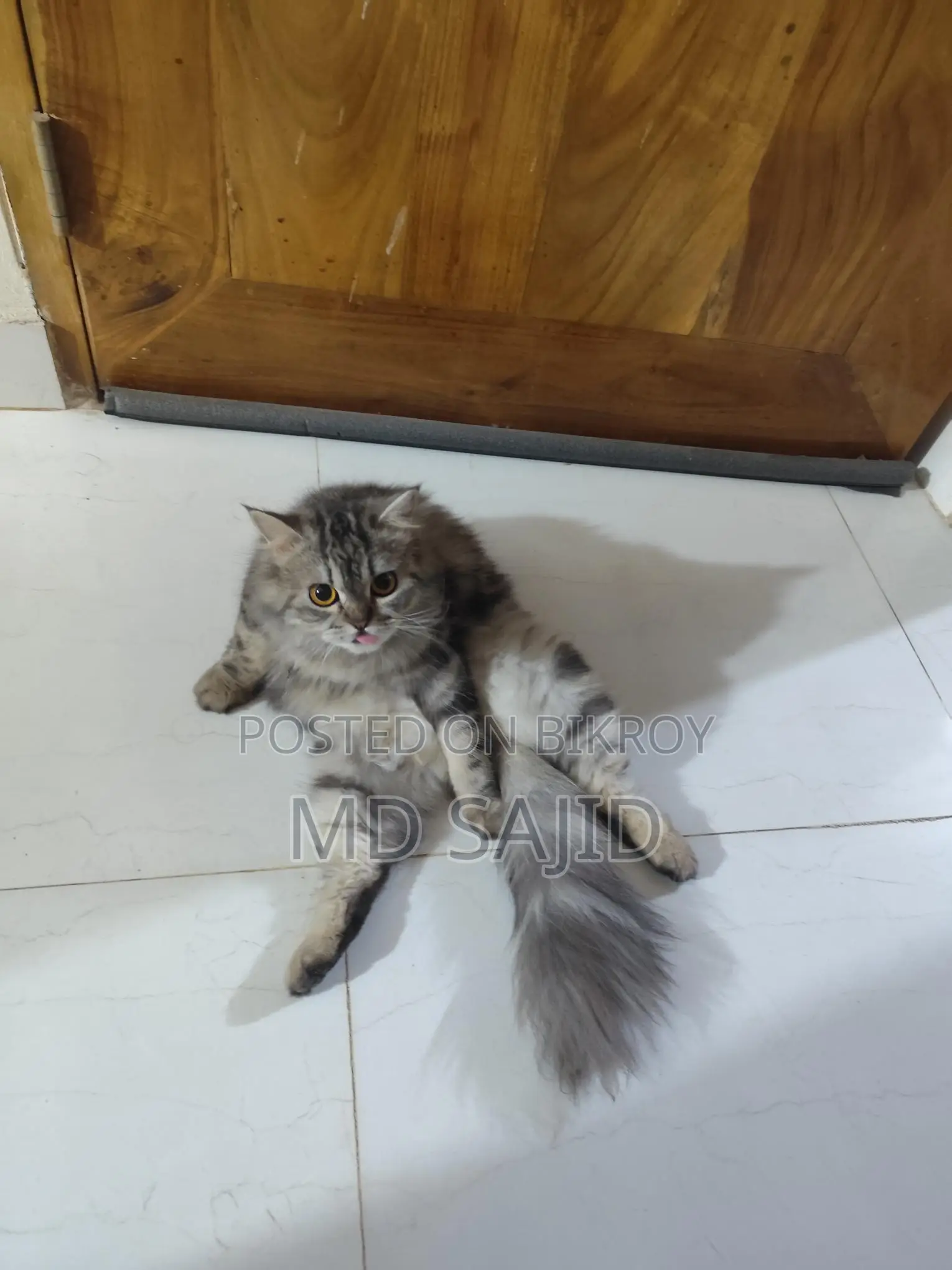 Persian Cat for Sale