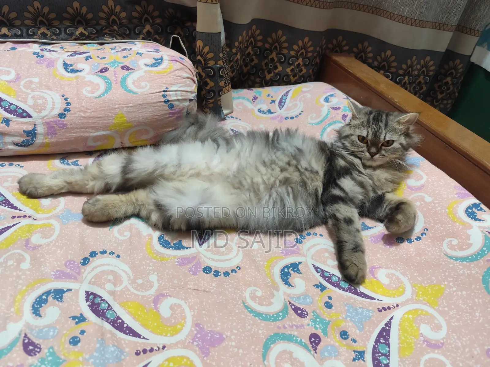 Persian Cat for Sale