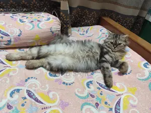 Persian Cat for Sale