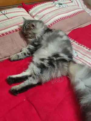 Persian Cat for Sale