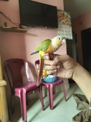 Pineapple Conure