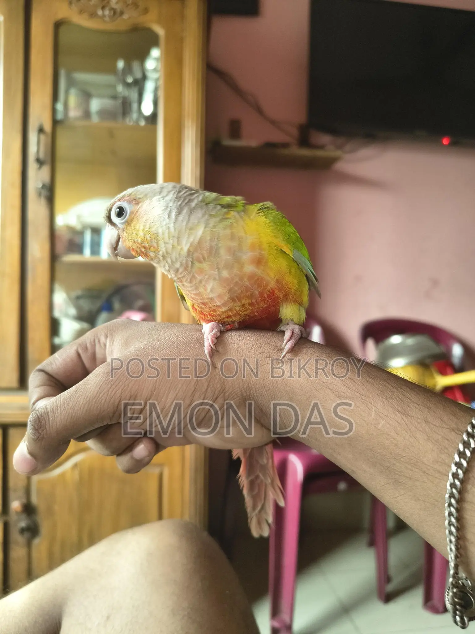 Pineapple Conure