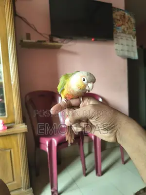 Pineapple Conure