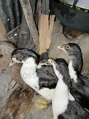 4 Chinese Ducks, 2 Mallard Ducks for Sale at an Incredible Price