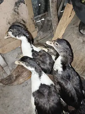 ৪ টি চিনা হাঁস, ২ পাতি হাঁস অবিশ্বাস্য দামে বিক্রি