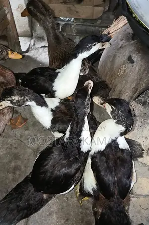 4 Chinese Ducks, 2 Mallard Ducks for Sale at an Incredible Price