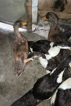 4 Chinese Ducks, 2 Mallard Ducks for Sale at an Incredible Price