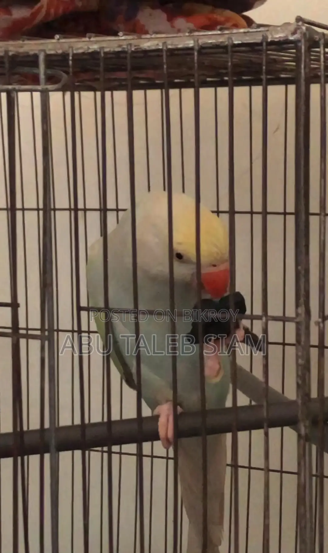 প্যাস্টেল টারকোয়েজ ইন্ডিয়ান রিংনেক