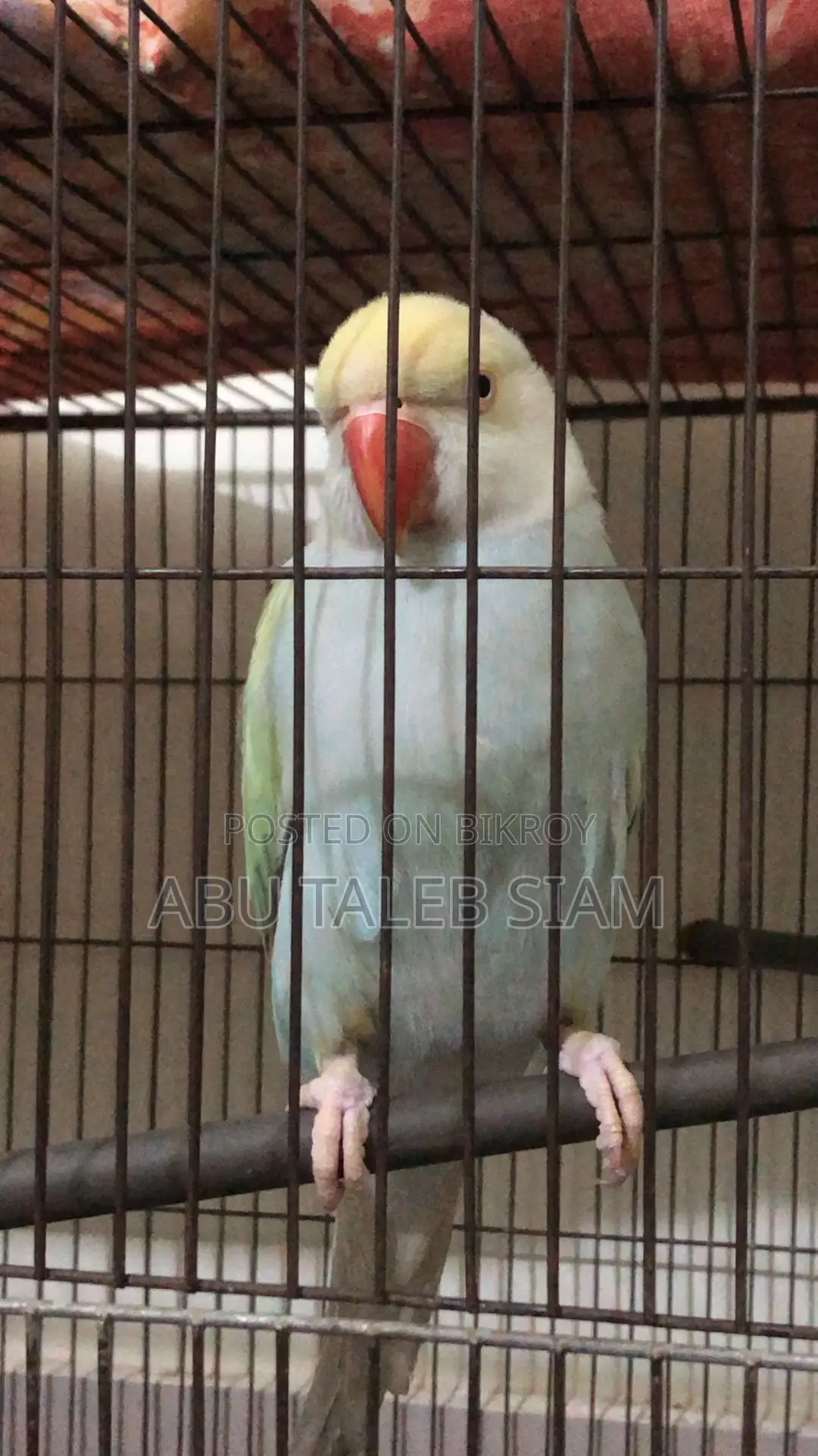 প্যাস্টেল টারকোয়েজ ইন্ডিয়ান রিংনেক