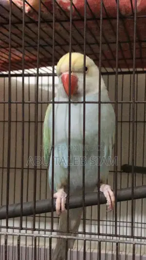 প্যাস্টেল টারকোয়েজ ইন্ডিয়ান রিংনেক