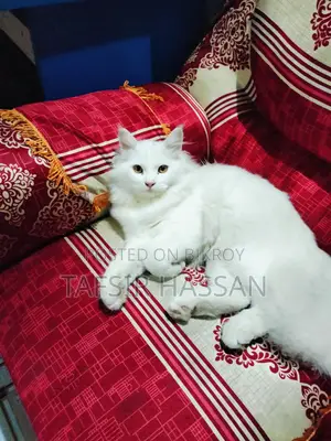 পার্শিয়ান উন্নত মানের বিড়াল বিক্রি করা হবে।