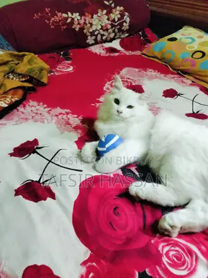 পার্শিয়ান উন্নত মানের বিড়াল বিক্রি করা হবে।